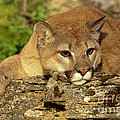 Cougar on Lichen Rock