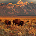 Morning Travels in Grand Teton