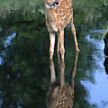 Fawn Reflection