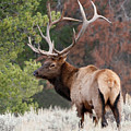 Let the Rut Begin